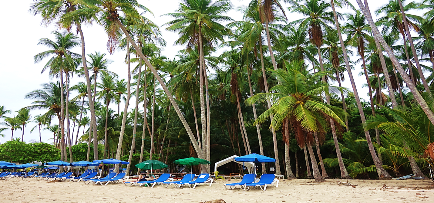 palm trees on isla tortuga costa rica
