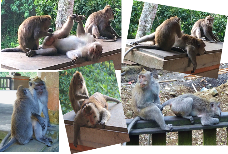 Monkeys grooming Each Other in Monkey Forest