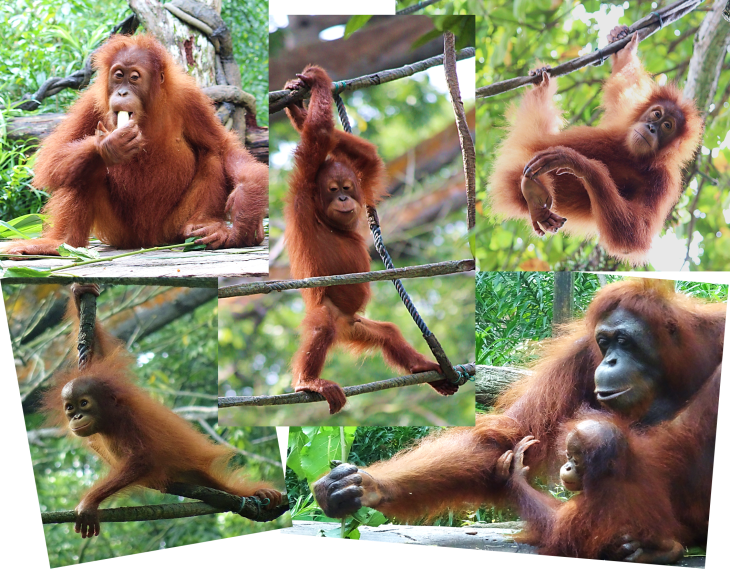 Orangutans at the Singapore zoo
