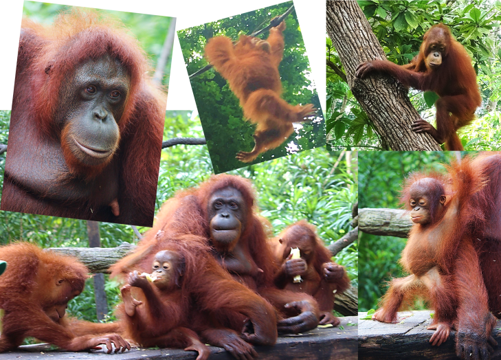 Orangutans Eating Bananas at the Zoo